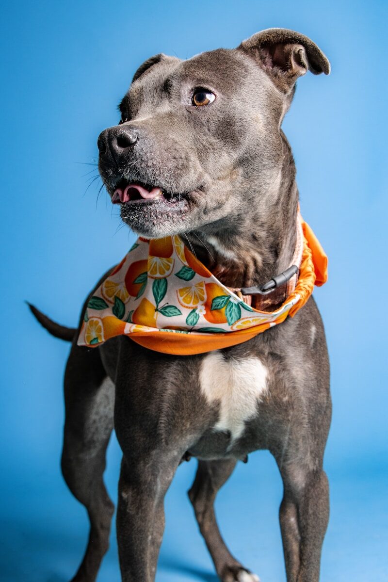 How to Sew Reversible Dog Bandanas