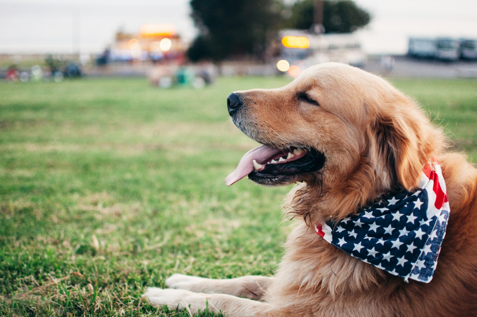 Seasonal Dog Bandana Ideas (That Customers Love)