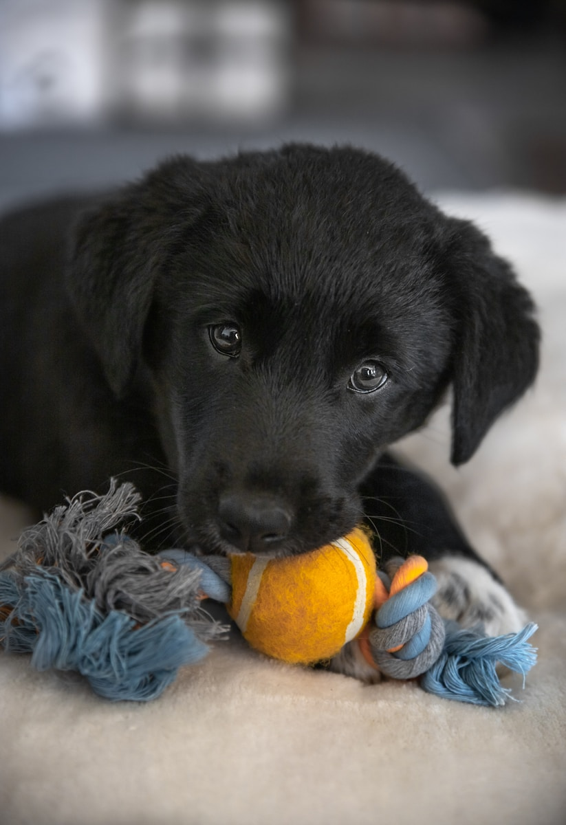 How to DIY Dog Toys from Fabric Scraps